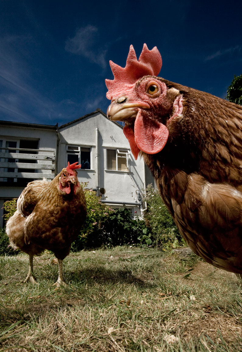 Chickens