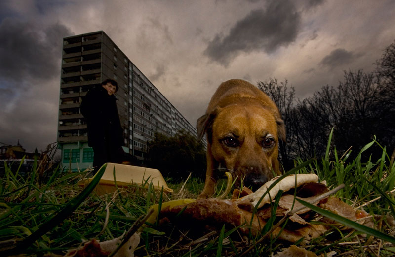 Dog and Kebab
