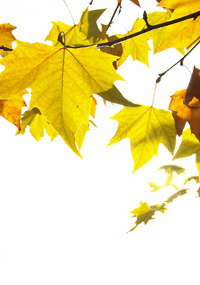 Backlit leaves