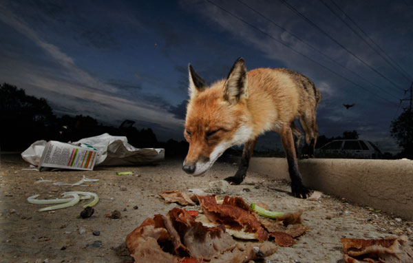 Fox and Kebab