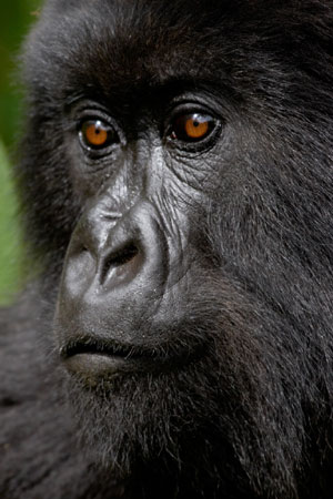 Gorilla