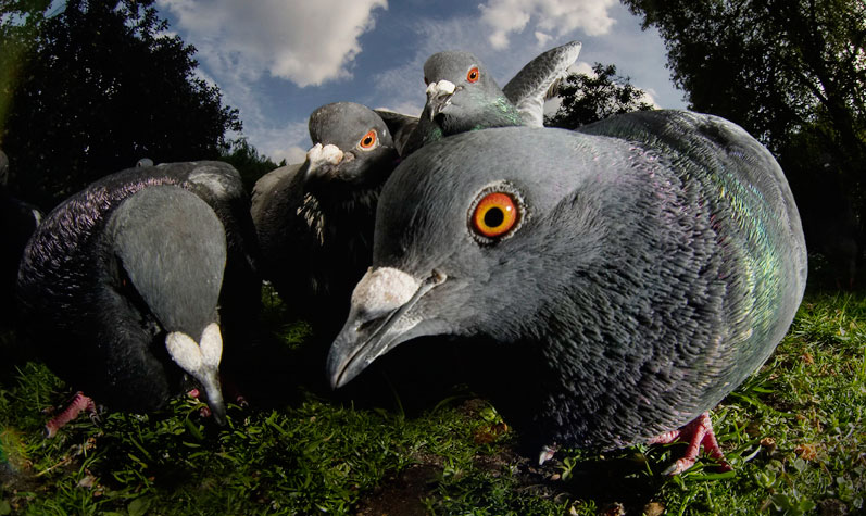 Pigeons