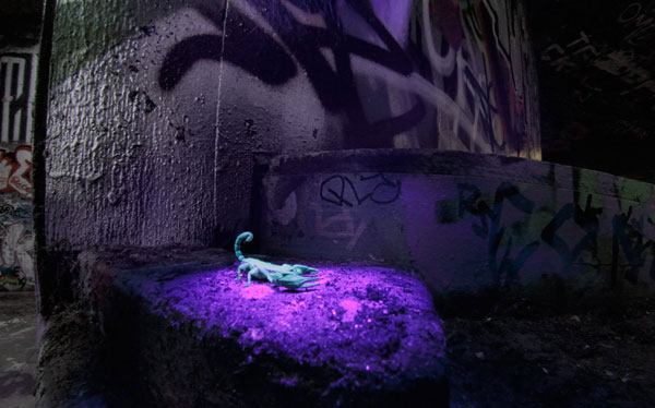 UV Scorpion
