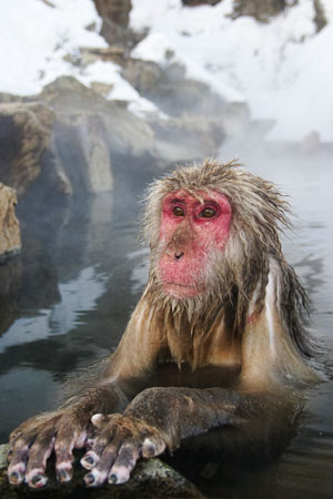 Bathing Snow Monkey