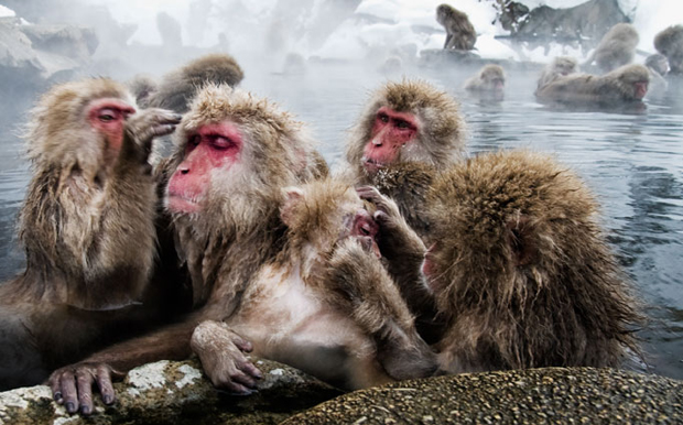 Group of Snow Monkeys