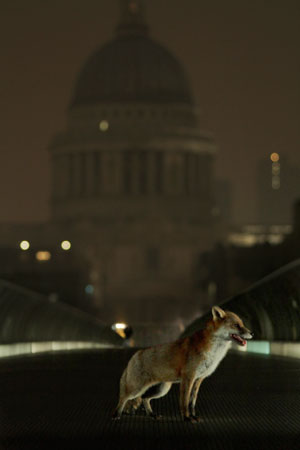 St Pauls