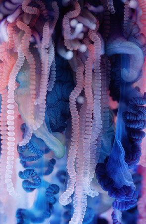 Portuguese Man O War