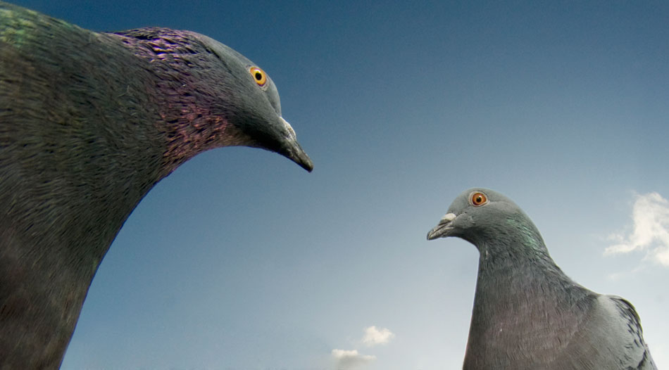 Two Pigeons