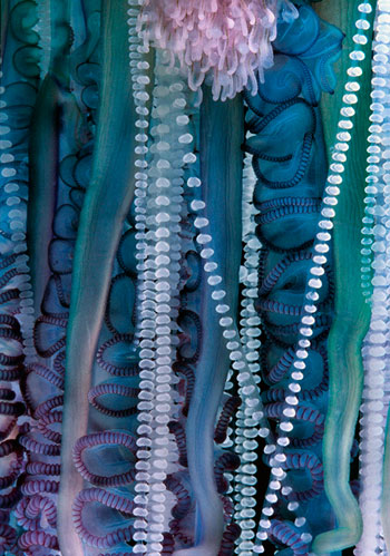 Portuguese Man O War