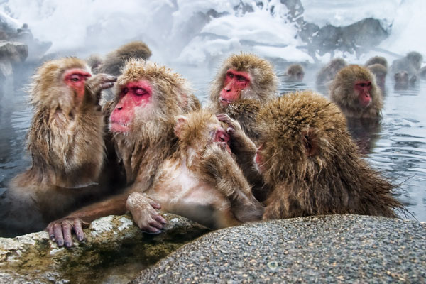 Group of Snow Monkeys