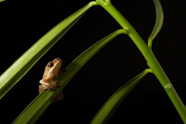 Tree Frog
