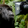 Wildlife Documentary