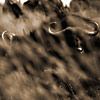 Buffaloes