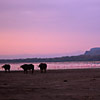 Buffaloes at dawn
