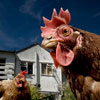 Chickens