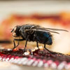 Housefly