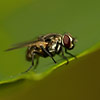Fly on leaf