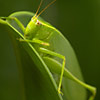 Green grasshopper