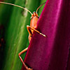 Grasshopper