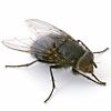 Housefly
