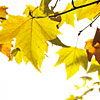 Backlit leaves