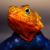 Rainbow Lizard