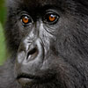 Gorilla Portrait