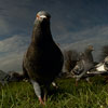 Panoramic Pigeon
