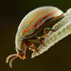 Rosemary Beetle