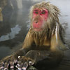 Snow Monkey