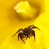 Jumping Spider