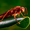 Wasp