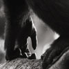 Chimpanzee Hand