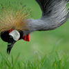 Crowned Crane