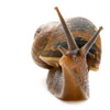 Snail