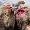 Snow Monkey