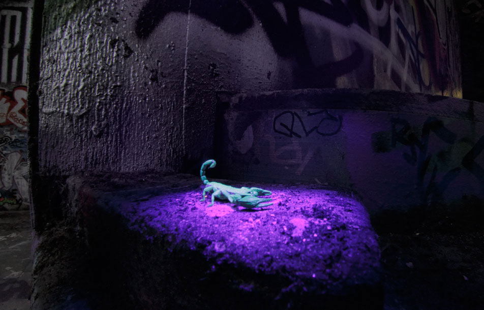 Disco Scorpion