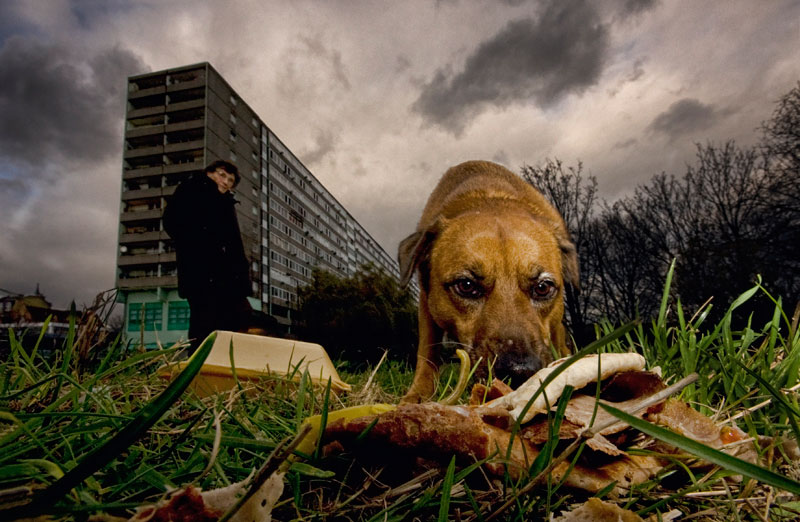Bad Dog