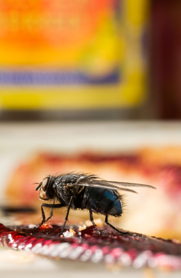 Fly's Breakfast