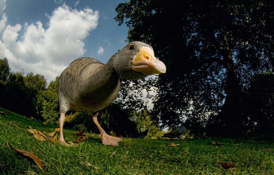 Jurasic Goose