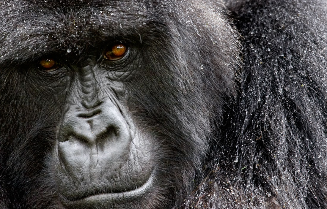 Mountain Gorilla