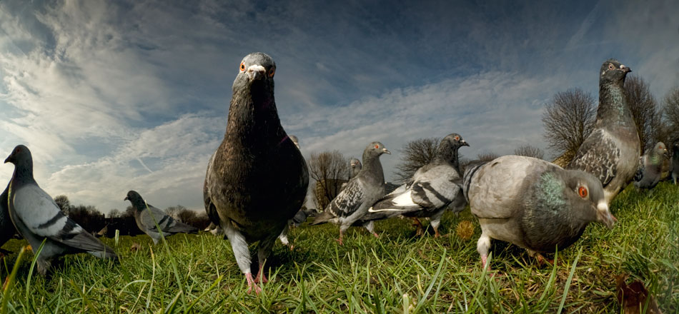 Panoramic Pigeon
