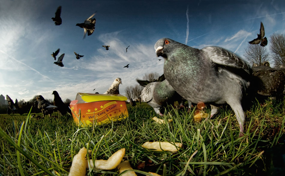 Pigeon Lunch