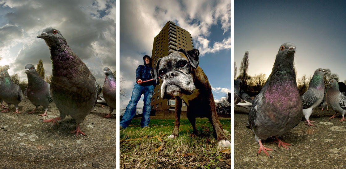 Dog and Pigeons