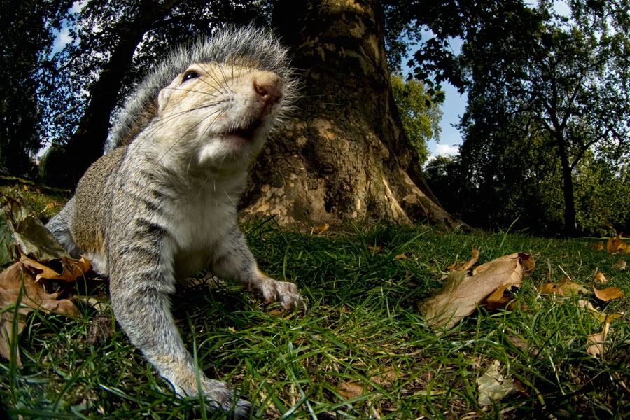 Crack Squirrel